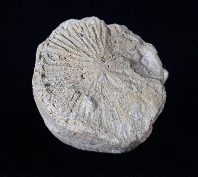 Vaccinites vesiculosa (WOODWARD 1855) - Bild © FossNet FossilienStore